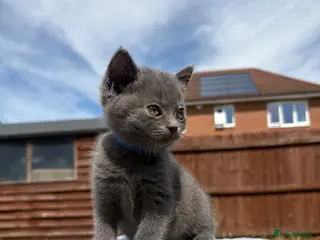British Shorthair cats Blue & Lilac BSH Mix Kittens – Fold & Straight - Advert 14