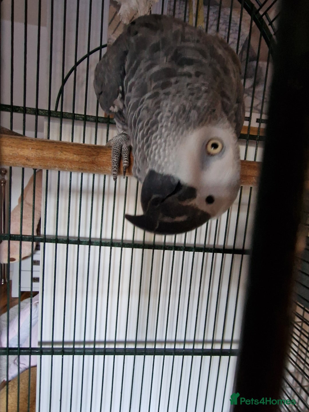 Parrots birds for sale: Beloved Oscar for new home - Advert 4