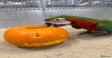 Macaws birds - Advert 9