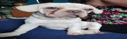 French Bulldog dogs for sale: Health clear French Bulldog puppies visual pink - Advert 3