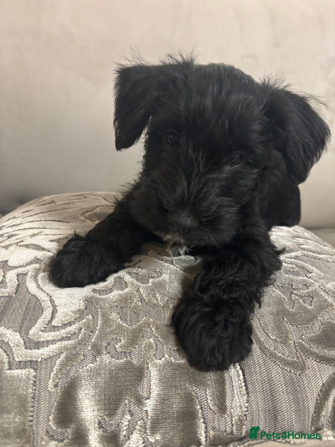 Miniature Schnauzer dogs for sale: Miniature Schnauzer puppies KC Reg - Image 1