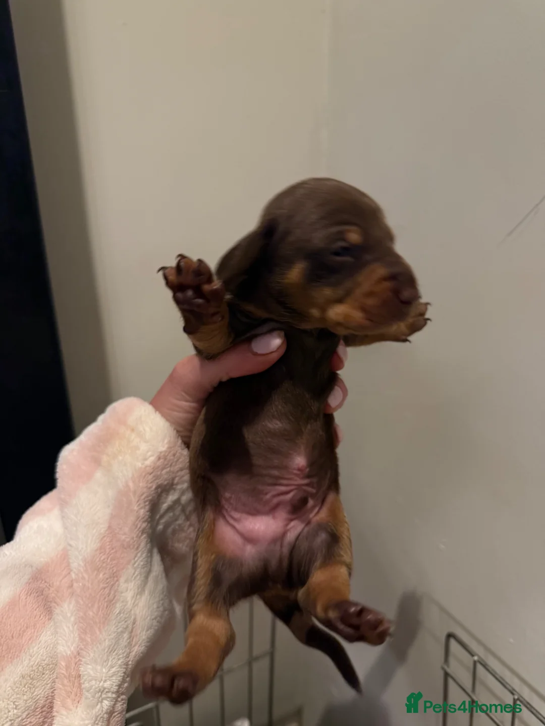 Dachshund dogs for sale: Miniature Dachshund Puppies –Ready 4th June - Advert 4