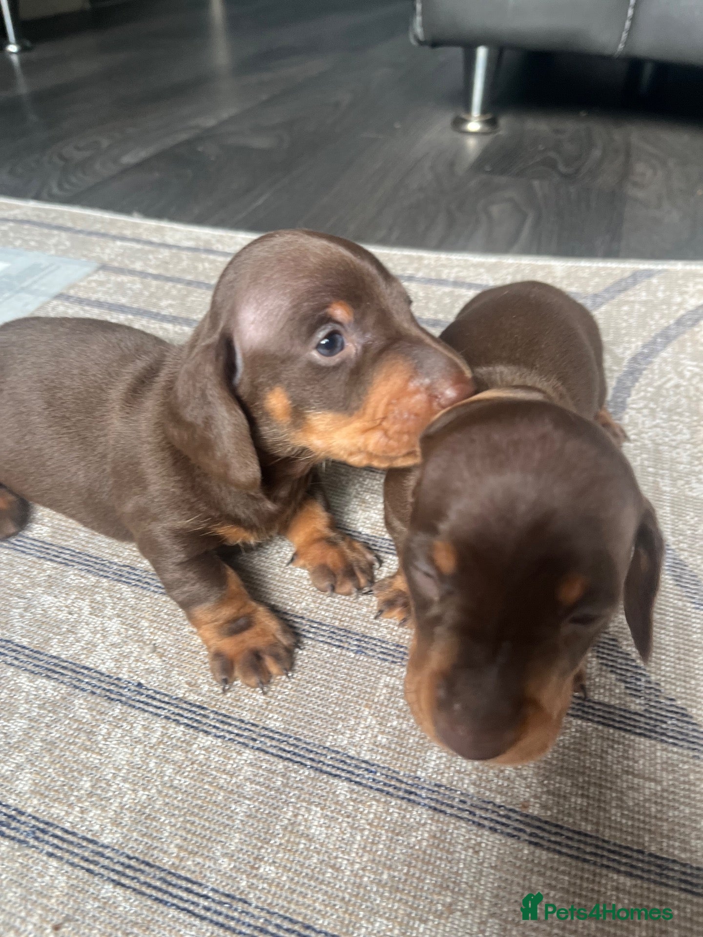 Miniature Dachshund dogs 2 absolute stunning chocolate and tan boys - Advert 5