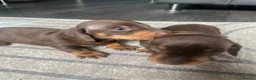 Miniature Dachshund dogs for sale: 2 absolute stunning chocolate and tan boys - Advert 3