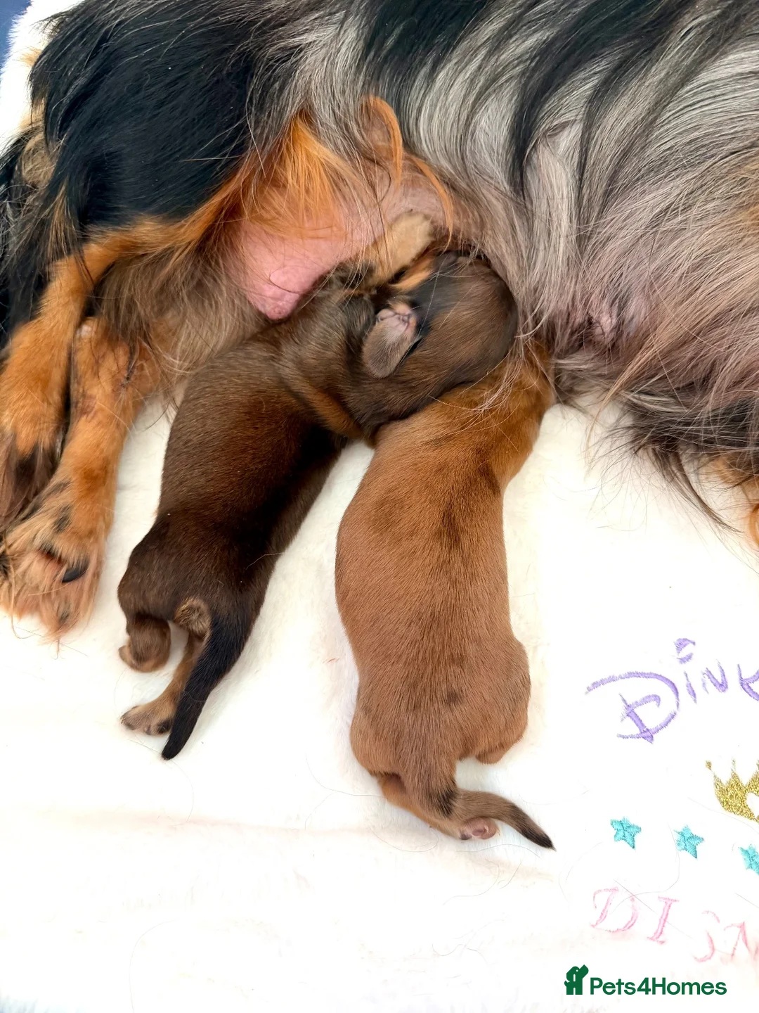 Miniature Dachshund dogs for sale: Champion Lines Minature Dachshunds - Advert 2