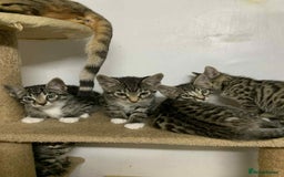 Bengal cats for sale: BEAUTIFUL HALF BENGAL KITTENS - Image 6
