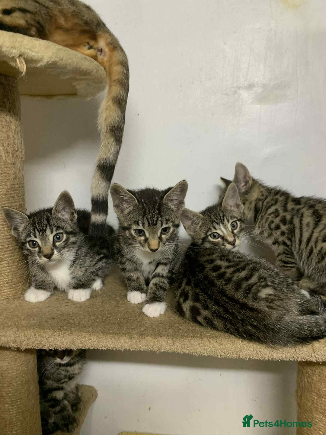 Bengal cats for sale: BEAUTIFUL HALF BENGAL KITTENS - Image 6