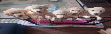 Golden Retriever Puppy 7