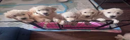 Golden Retriever dogs for sale: Beautiful Golden Retriever puppies - Advert 2