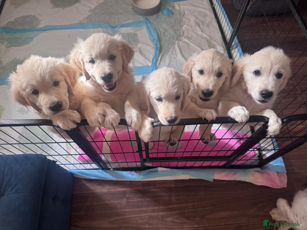 Golden Retriever dogs for sale: Beautiful Golden Retriever puppies - Advert 2