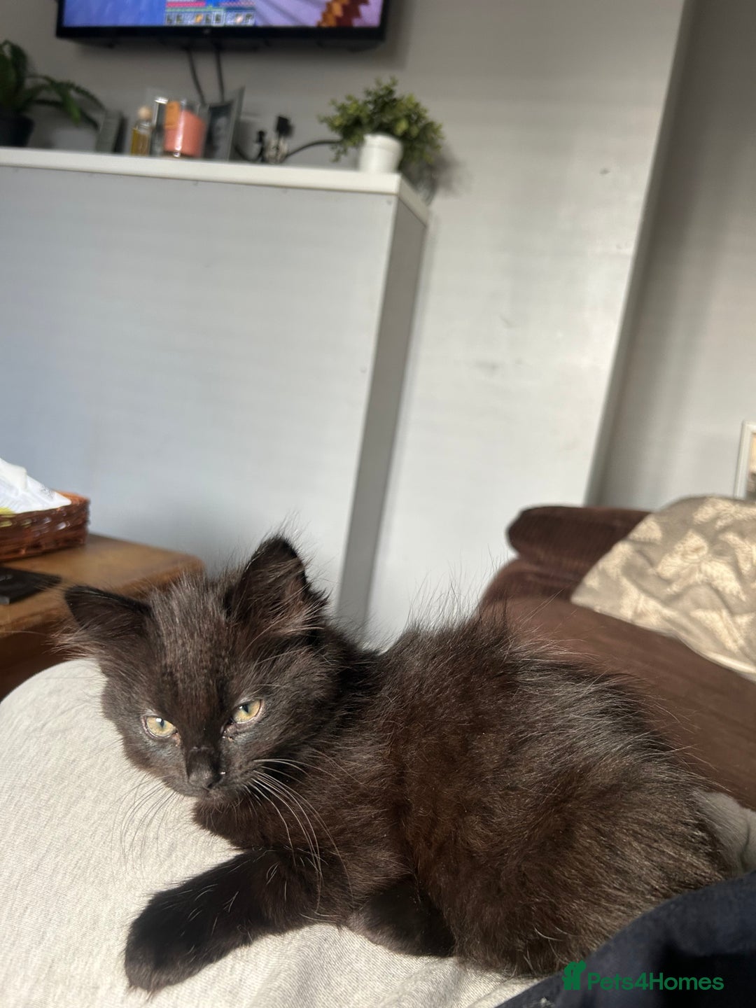 Mixed Breed cats for sale: 2 black kittens for sale. - Advert 3