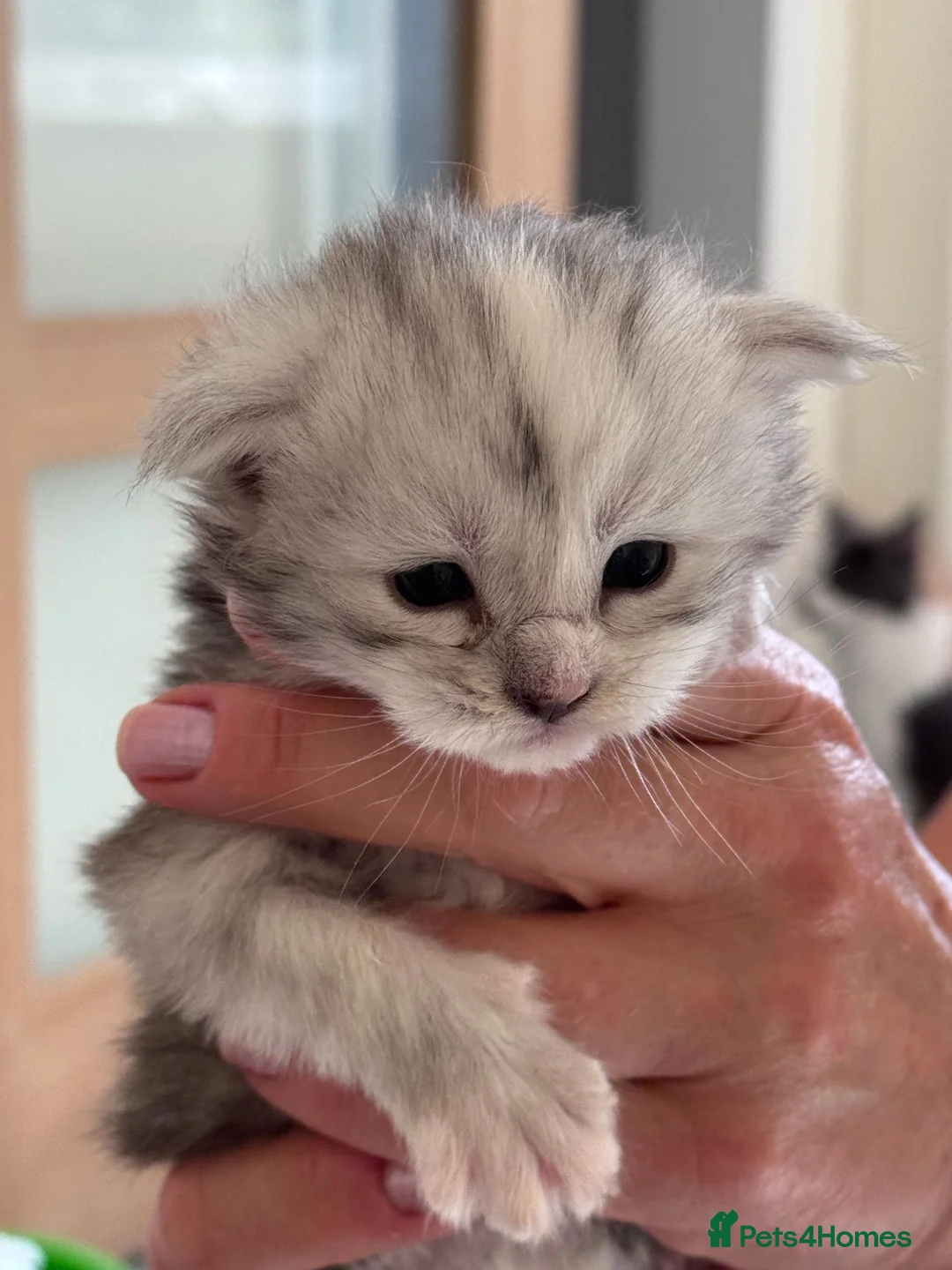 Maine Coon cats for sale: Fantastic Maine Coon kittens for sale GrCh Line - Advert 2