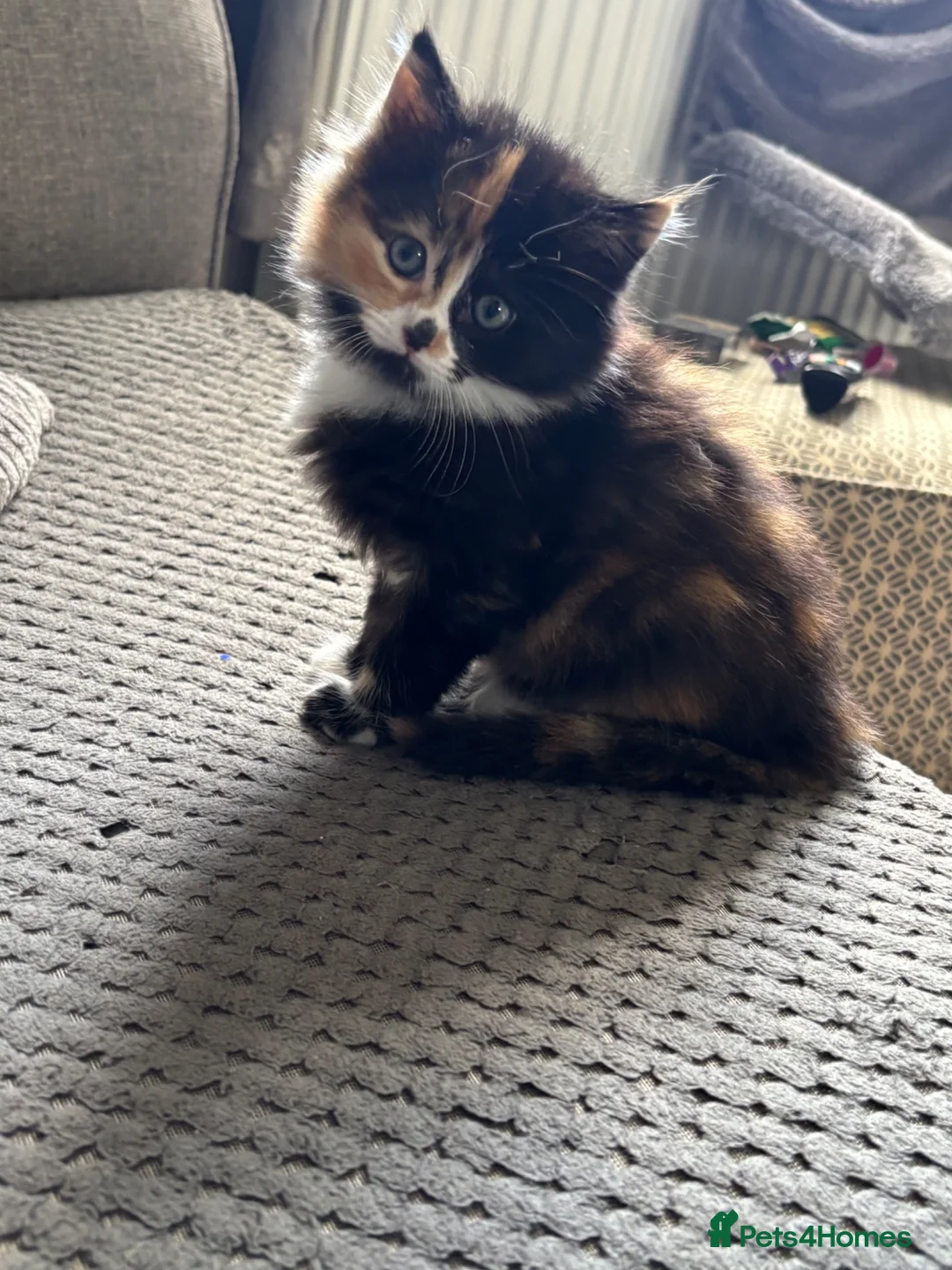 British Longhair cats for sale: 2 Beautiful Long Hair Girls - Advert 2
