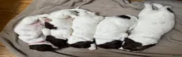 English Springer Spaniel dogs for sale: KC Registered English Springer Spaniel Puppies - Advert 22