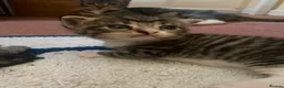 Mixed Breed cats for sale: Quater bengal and the rest tabby  - Advert 7