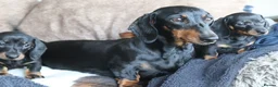 Miniature Dachshund dogs for sale: Beautiful miniature dachshund puppies  - Advert 21