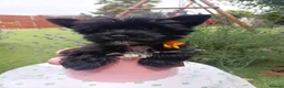 Yorkshire Terrier dogs for sale: LAST GIRL! Mini Black Yorkshire Terrier 🐶  - Advert 8
