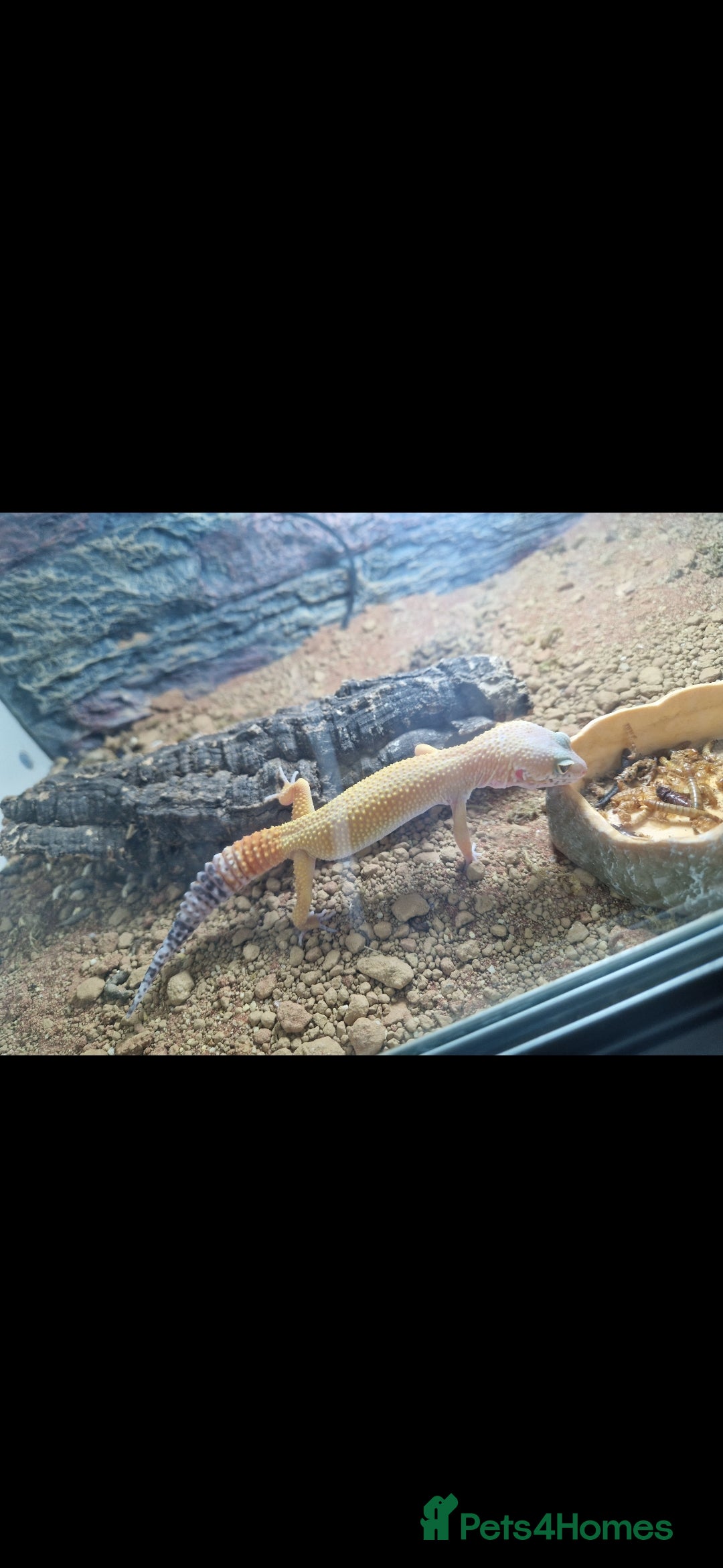 Gecko reptiles for sale: Leopard gecko - Advert 1