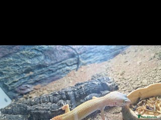 Gecko reptiles Leopard gecko - Advert 1