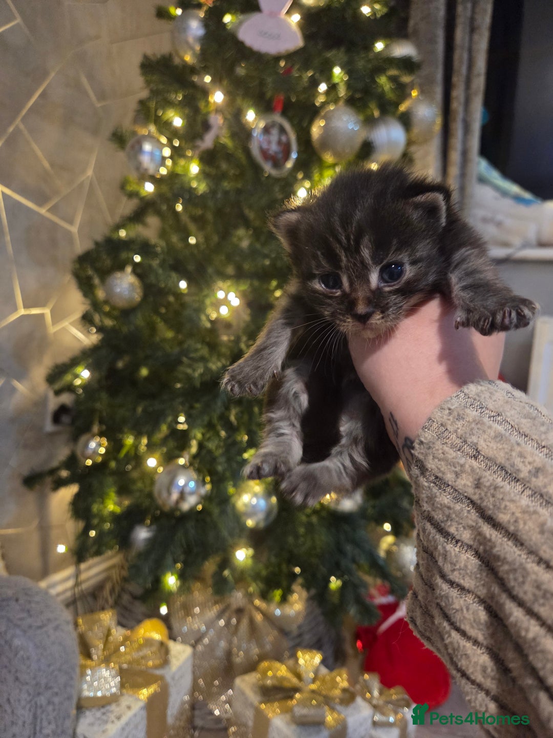 Maine Coon cats for sale: TICA registered MaineCoons 😸  - Advert 25