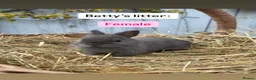 Netherland Dwarf rabbits for sale: Netherland Dwarf Baby Rabbits - Advert 6