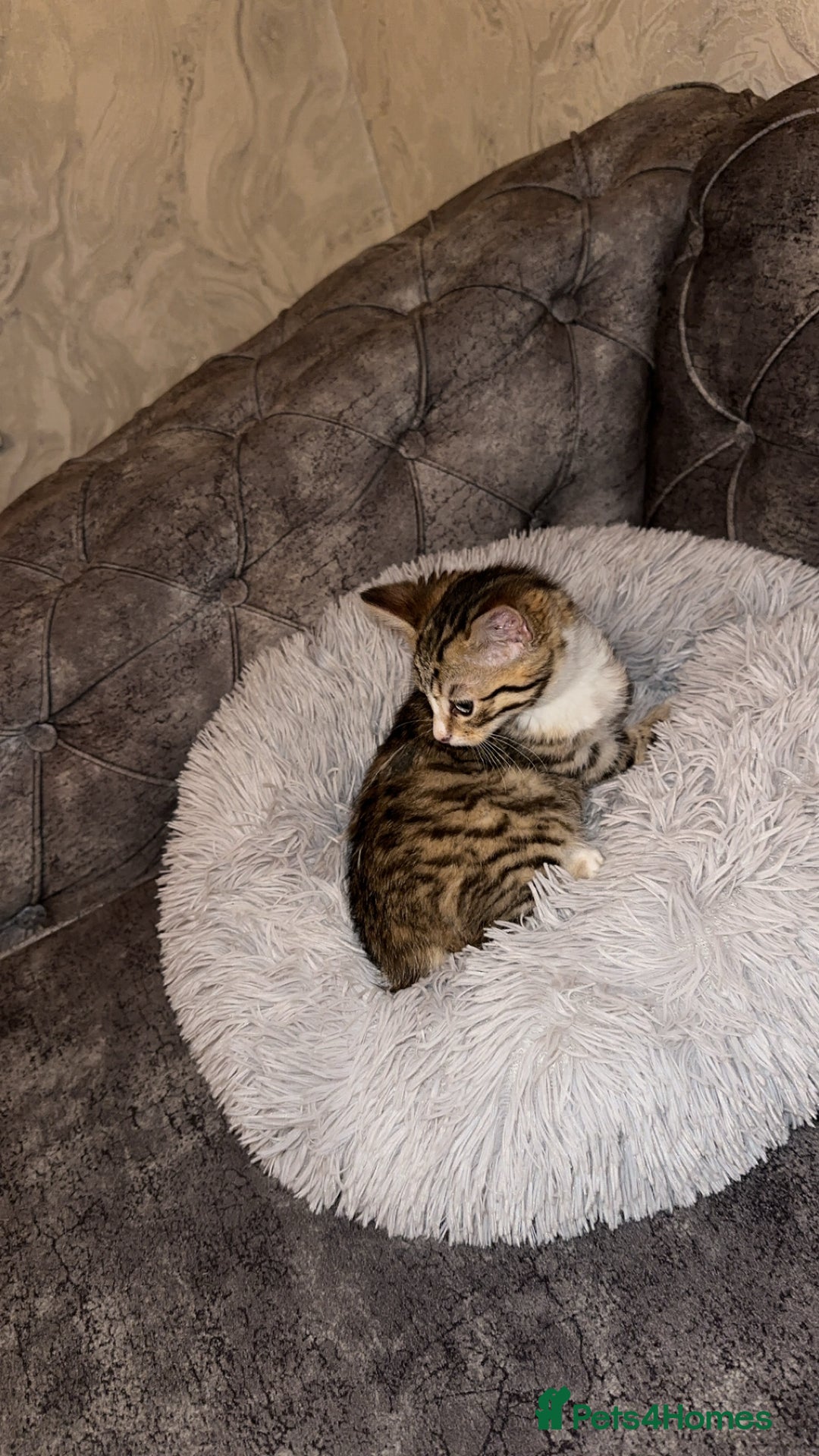 Domestic Shorthair cats for sale: Adorable tabby kitten - Advert 5