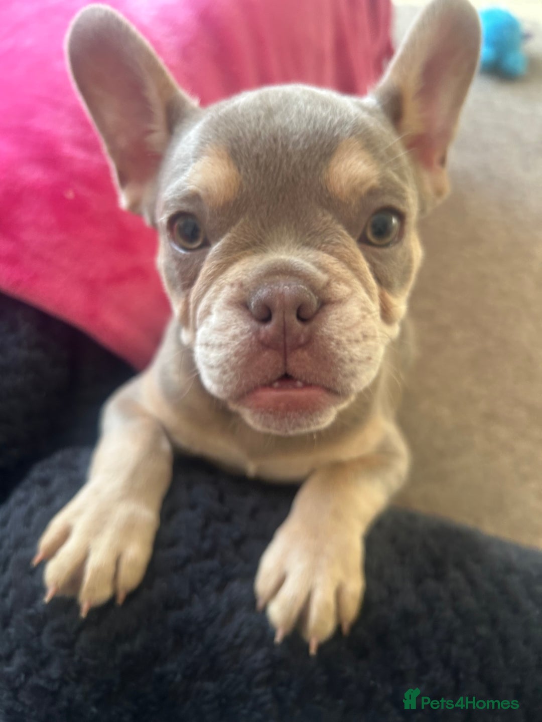 French Bulldog dogs for sale: 🐾 Adorable French Bulldog Puppy – Mugsy - Image 3