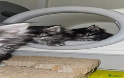 Maine Coon cats for sale: Giants TICA and GCCF Maine Coon registered  - Image 4