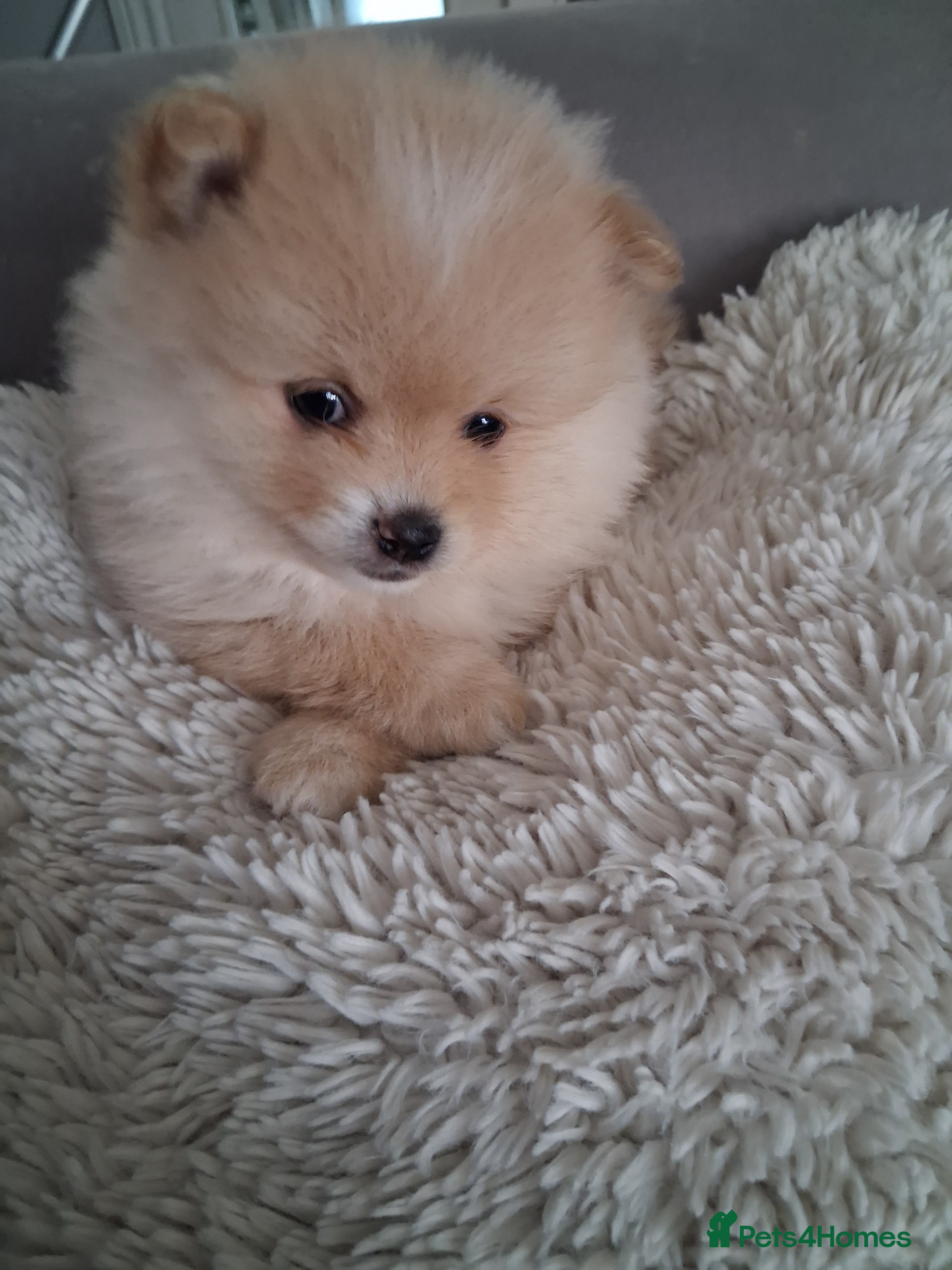 Pomeranian dogs AMAZING POMERANIAN TEDDY BEAR PUPPIES. - Advert 1