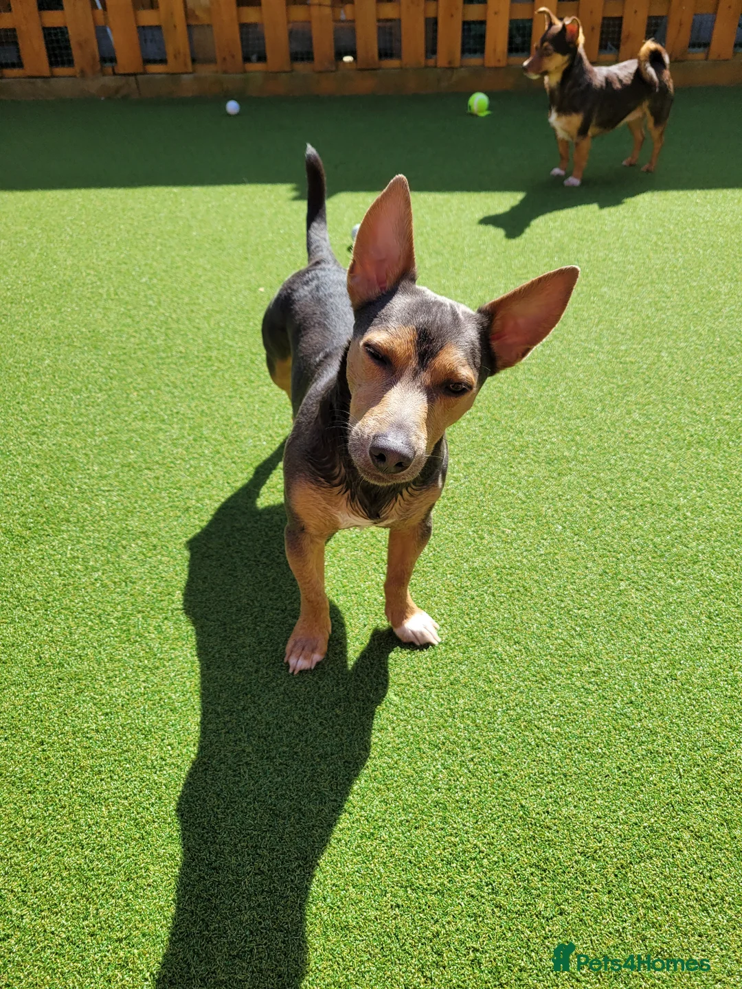 Jack Russell dogs for stud: Lilac and Tan stud  - Advert 2