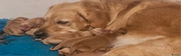 Golden Retriever dogs for sale: Amazing shades long awaited litter - Advert 10