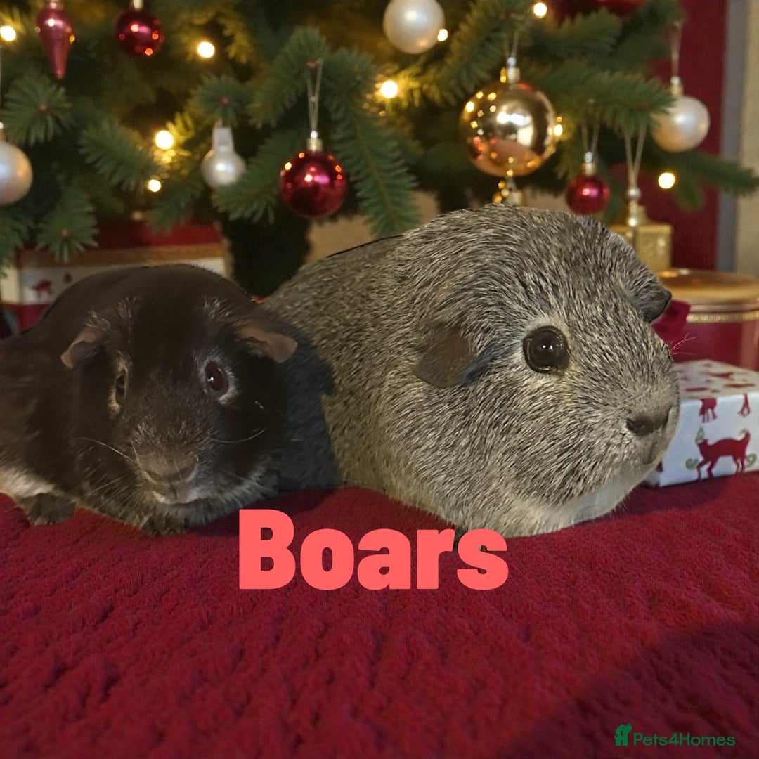 Guinea Pig rodents for sale: Pairs of Guinea Pigs Boars & Sows - Advert 5