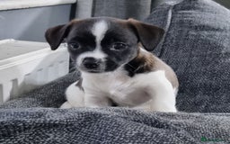 Jack Russell dogs for sale: Jack Russell Pups (ready 24th July) - Image 19