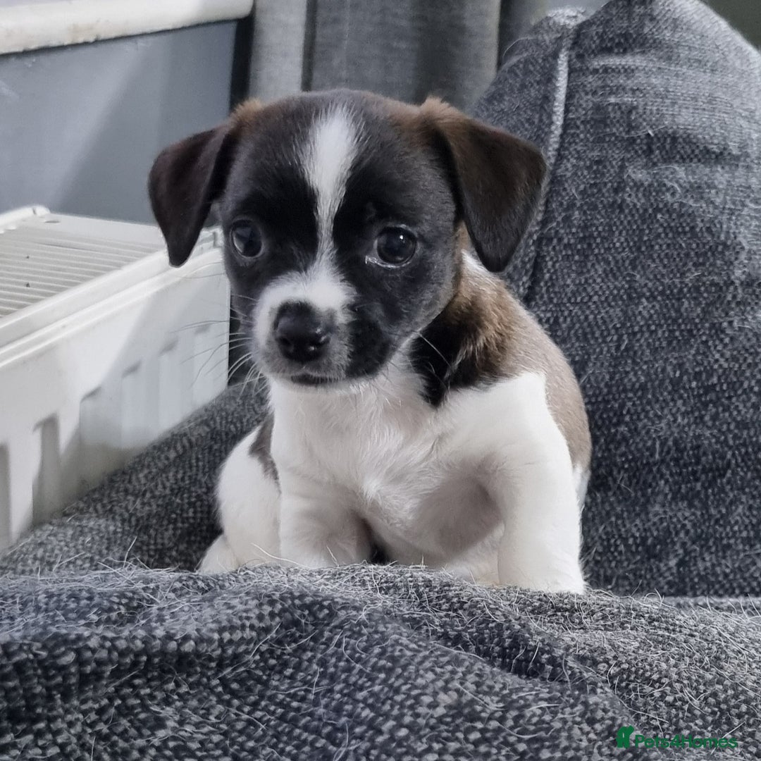 Jack Russell dogs for sale: Jack Russell Pups (ready 24th July) - Image 19