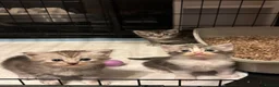 Ragcoon cats for sale: 🐾 Adorable RAGCOON Kittens ! 🐾 - Advert 20