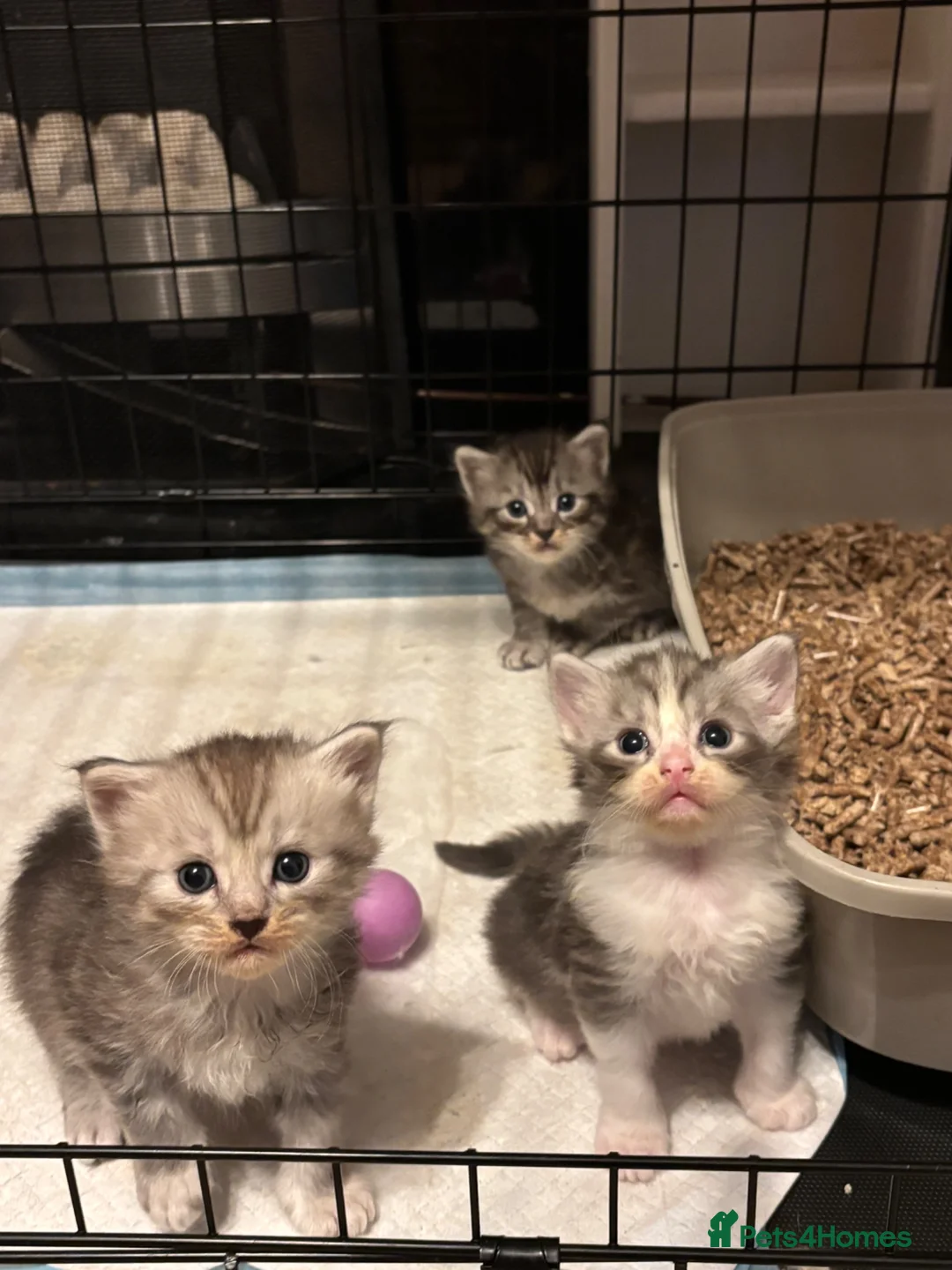 Ragcoon cats for sale: 🐾 Adorable RAGCOON Kittens ! 🐾 - Advert 20