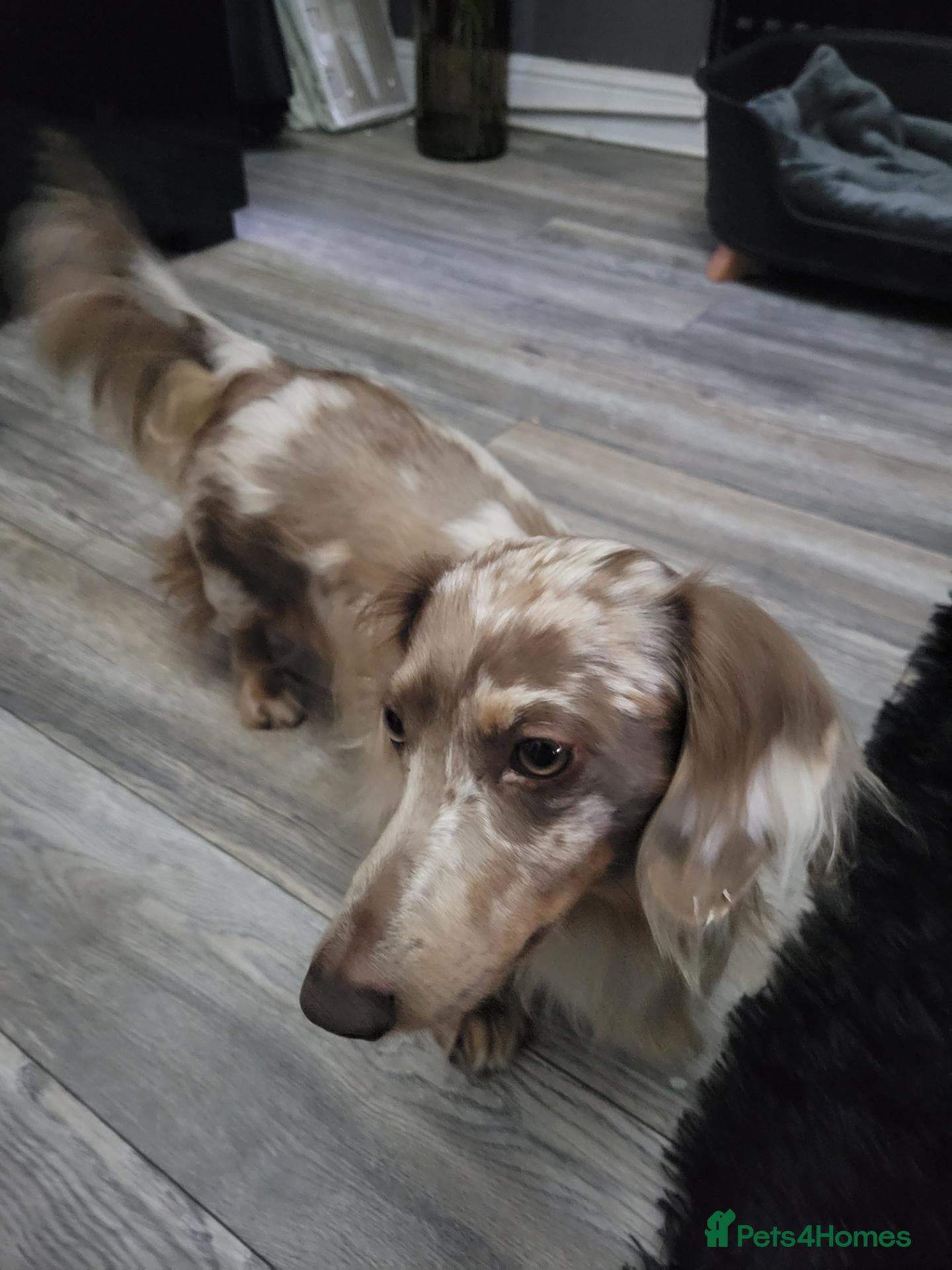 Miniature Dachshund dogs Long haired Isabella Dapple - Advert 7