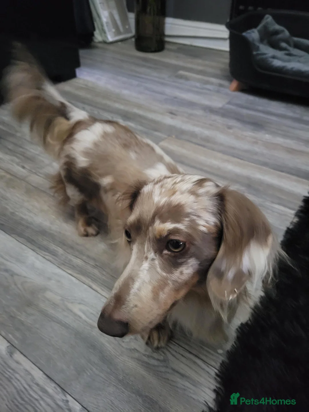 Miniature Dachshund dogs for stud: Long haired Isabella Dapple - Advert 3