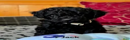 Toy Poodle dogs for sale: Toy Poodle  - Advert 5