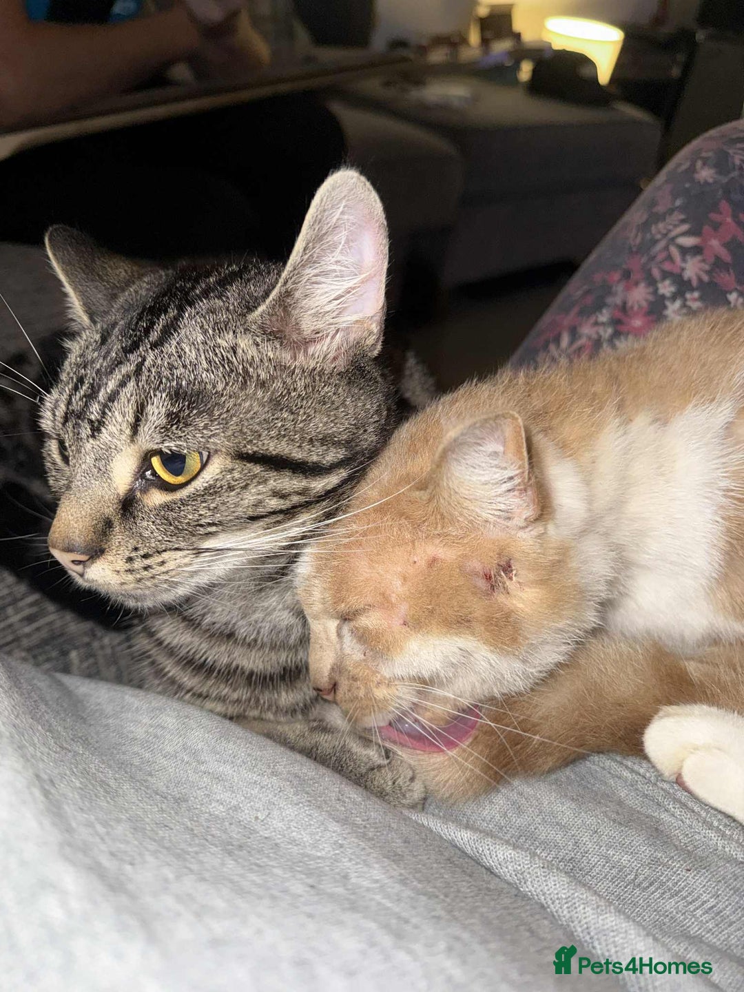 Mixed Breed cats for sale: Makes cats aged 4 and 2 - Advert 3