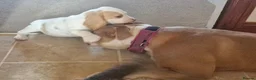 Beagle dogs for sale: Champion sired beagles KC reg & DNA health tested - Advert 16
