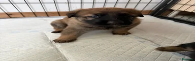 Mixed Breed 3