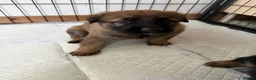 Mixed Breed dogs for sale: Belgian Malinois x German Shepherd Puppies - Advert 7