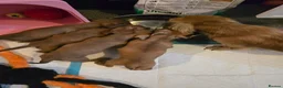 Miniature Dachshund dogs for sale: 4 beautiful miniature dachshunds  - Advert 3