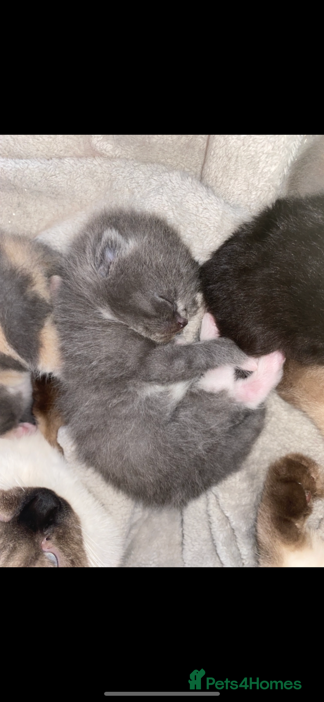 British Shorthair cats for sale: British shorthaired kittens  - Image 1