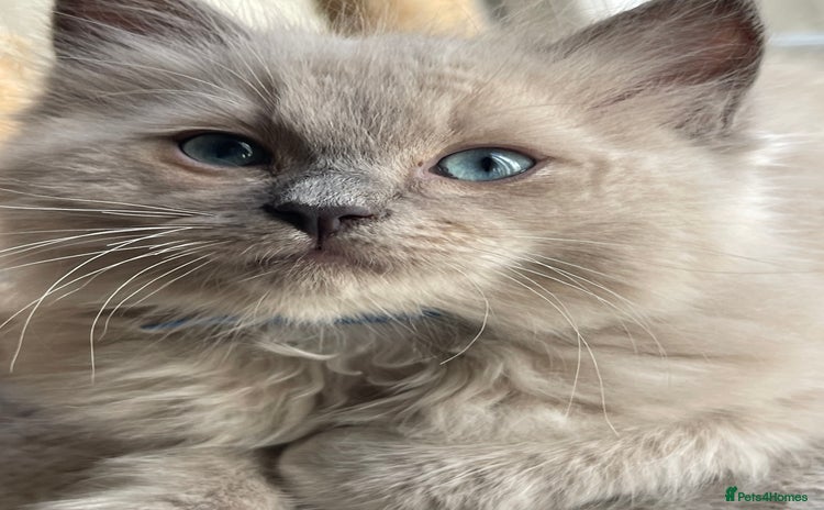 Ragdoll cats - Advert 10