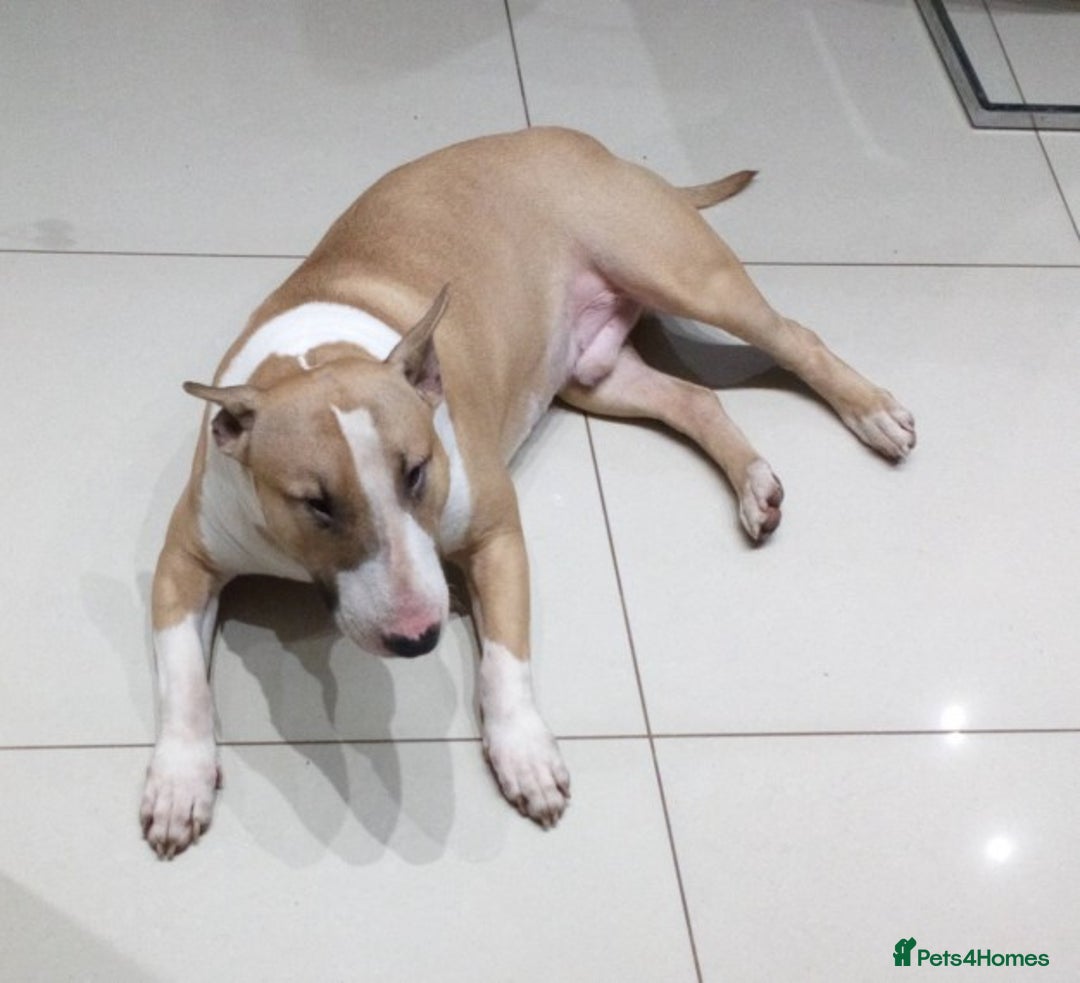 English Bull Terrier dogs for stud: Quality Kc Registered Red & White in Southampton - Advert 7