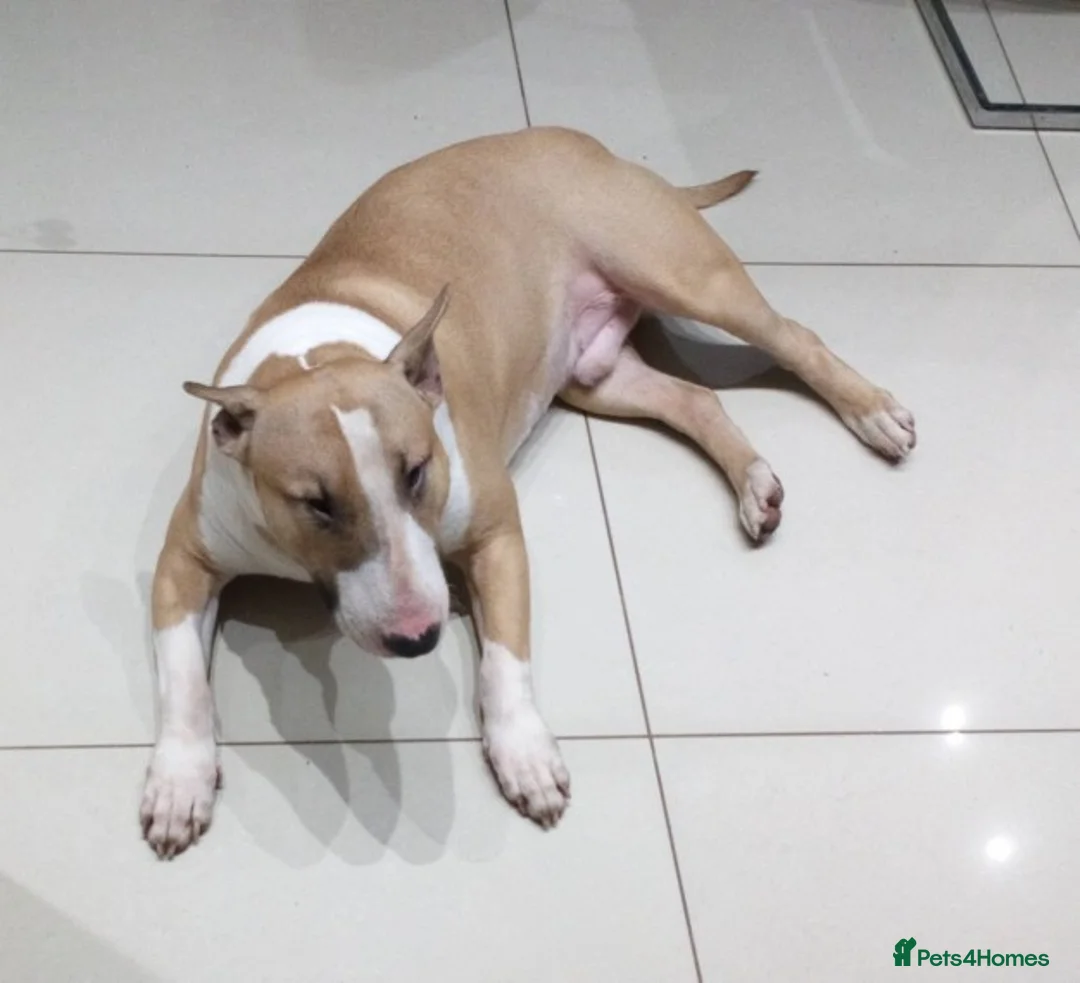 English Bull Terrier dogs for stud: Quality Kc Registered Red & White in Southampton - Advert 7