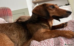 Miniature Dachshund dogs for sale: Miniature Dachshund Boys and Girls From £700 - Image 38