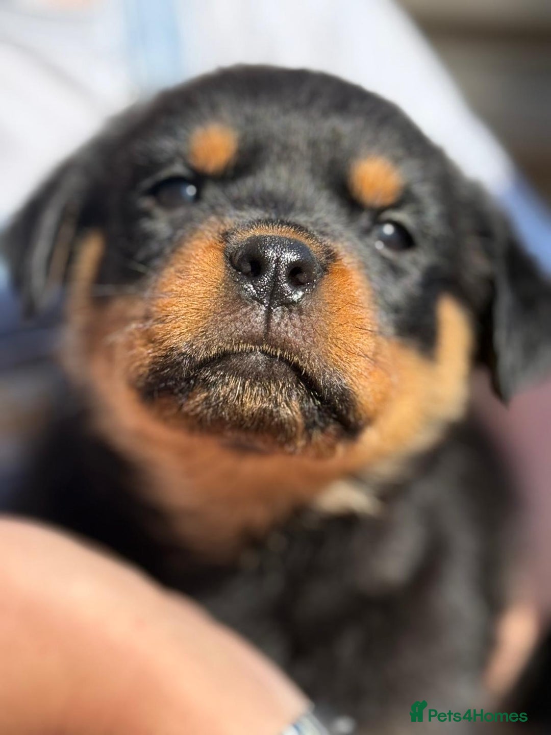 Rottweiler dogs for sale: Gorgeous male Rottweiler puppy Reggie  - Image 22